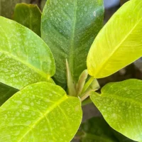 lemon Philodendron